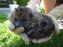 Aber damit hatte europa so ziemlich in jedem seiner mitgliedsländer. Endspurt Fur Den Igel Bund Naturschutz Kreisgruppe Munchen