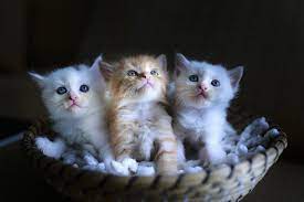 What To Feed A Kitten At 3 Weeks Old Canna Pet Baby Cats Kittens Cutest Kitten Care