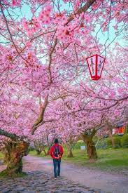 Sakura Sakura Japonya Instagram