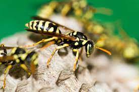 When you have a pest problem, griffin is the solution. Griffin S Pest Control Is No Exception