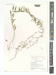 Image result for Cyphia brachyandra