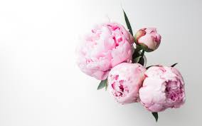 Maybe you would like to learn more about one of these? Peony Wallpapers Top Free Peony Backgrounds Wallpaperaccess