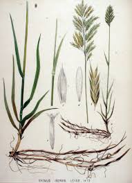 Check spelling or type a new query. Bromus Inermis Wikipedia