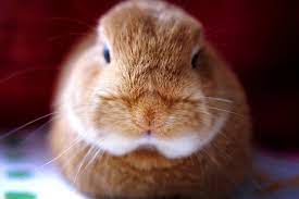 Are Rabbits Good Pets For Kids 3 Important Factors To Consider On Bunnies As Buddies One Green Planet