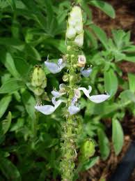 Image result for Aeollanthus