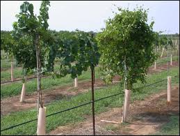 Watering young grapes require about 1/2 to 1 inch of water per week, depending on rainfall, for the first two years during the growing season. Some Vineyard Tasks To Prepare For Winter American Vineyard Magazine