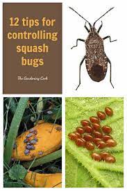 You can read more about companion planting with squash on my article the best squash companion plants. Control Squash Bugs 12 Ways How To Kill Squash Bugs
