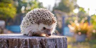 Nationwide Hedgehog Hunt Launched To Stop Their Decline