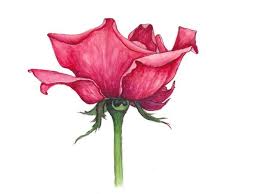 Rose Flower Drawing Awesome Rose Drawings Rose Symbol Of Love Rose Wal Roses Drawing Flower Drawing Rose Drawing