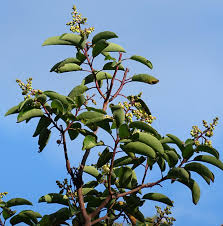 Image result for Andrachne