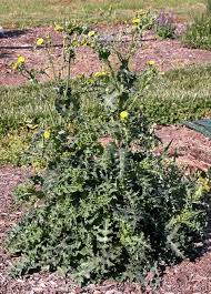 Image result for Sonchus friesii