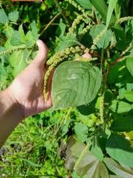Image result for Amaranthus dubius