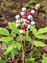 Image result for Pouchetia baumanniana