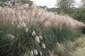 Image result for Miscanthus sinensis