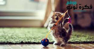 أجمل صور قطط مضحكة 2019 قطط حزينة روعة 2 Funny Cat Wallpaper Kittens Cutest Cats And Kittens