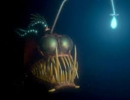 Image result for fish with lightbulb