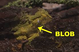This guide shows how to work with blobs in the go cdk. There S A New Organism Called The Blob And It S Straight Out Of A Sci Fi Movie