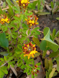 Image result for Crotalaria oocarpa