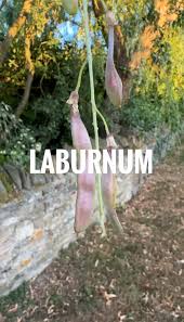 Image result for Laburnum
