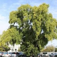 Image result for Acacia afra