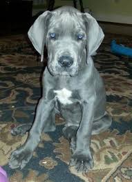 European Blue Great Dane Great Dane Dogs Great Dane Puppy Great Dane