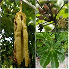 Image result for Cecropia