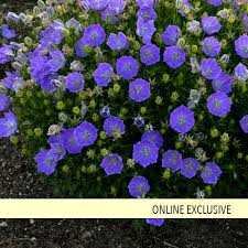 Rapido Blue Carpathian Bellflower Campanula Carpatica In 2020 Edging Plants Bellflower Campanula