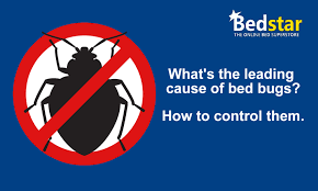 What Temperature Kills Bed Bugs?