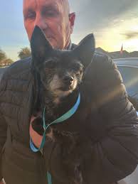 Lost dog found in Pawsitive Ground Search