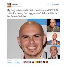 Poor Pitbull