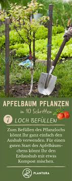 Tipps für jede baumgröße | apfelbaum. Pin Auf Gartenblogs Gruppenboard