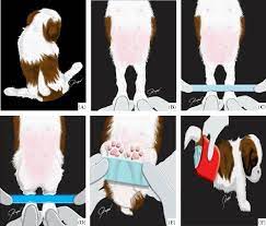 Pdf A Modified Technique For Treating Swimmer Puppy Syndrome Semantic Scholar