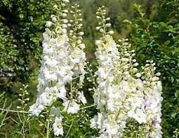 How To Grow Delphiniums A Lovely Summer Flowering Herbaceous Perennial With Tall Spires Of Flowers