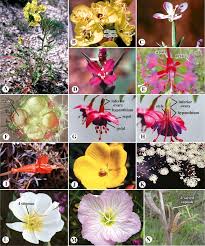 Image result for Lythraceae