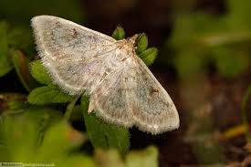 Image result for Anania perlucidalis