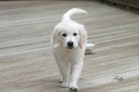 Pups are bred to the highest standard for the best possible health. White Golden Retriever Puppies Ct Connecticut Akc Certified Ma Nj Ny Pa De Md Ri Ca Az Tx