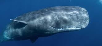 Image result for whale