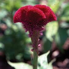 Celosia Chief Scarlet Organic Types Of Flowers Flowers Purple Roses