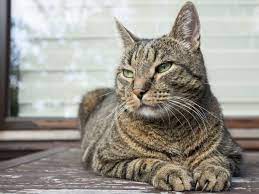 Why Cats Will Probably Never Be As Domesticated As Dogs The Independent The Independent
