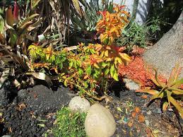 Image result for Pereskia aculeata