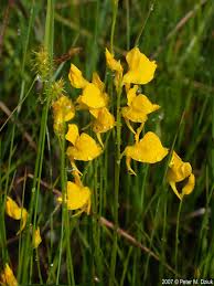 Kuvahaun tulos haulle bladderwort plant