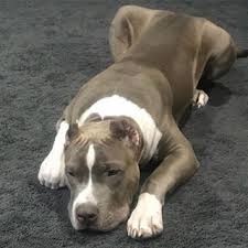 Blue nose pitbull puppies are young dogs, you can adopt them and can train them as the way you want it. My Main Man Scp Cosmopolitan 6 Months Old For Those Weight Followers He S 78lbs With The Most Sinister Look In Huge Dogs Blue Nose Pitbull Pitbull Puppies