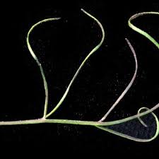 Image result for Rhamphicarpa brevipedicellata