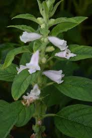 Image result for Sesamum