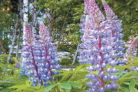 We did not find results for: The Charming Chaste Tree Is Good For Pollinators Cape Gazette