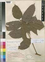 Image result for Sorindeia juglandifolia