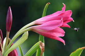 Image result for Crinum jasonii