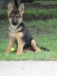 German shepherds should be well socialized early in life. Helping Your New Dog Acclimate To Your Home Nevada Haus
