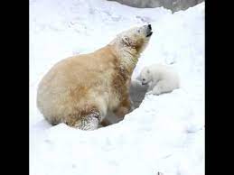 yavru kutup ayisi ilk kez karda annesiyle oynuyor polar bear baby in snow bear