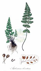 Image result for Aspleniaceae